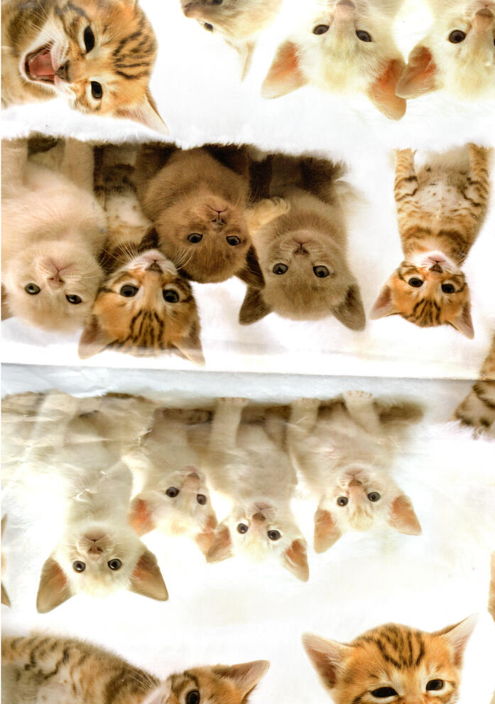 misc - wrapping paper - cats