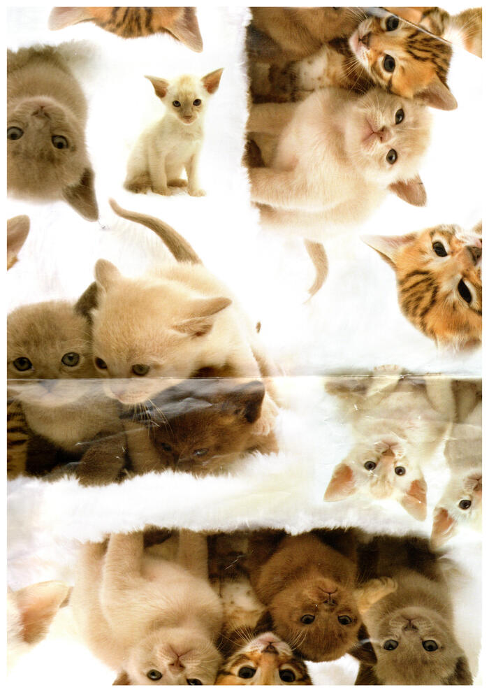 misc - wrapping paper - cats misc - wrapping paper - cats